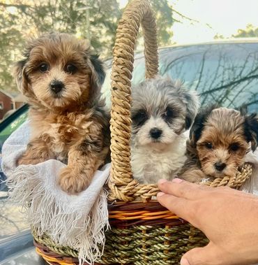 Merle Yorkie-poos
Female
$2500