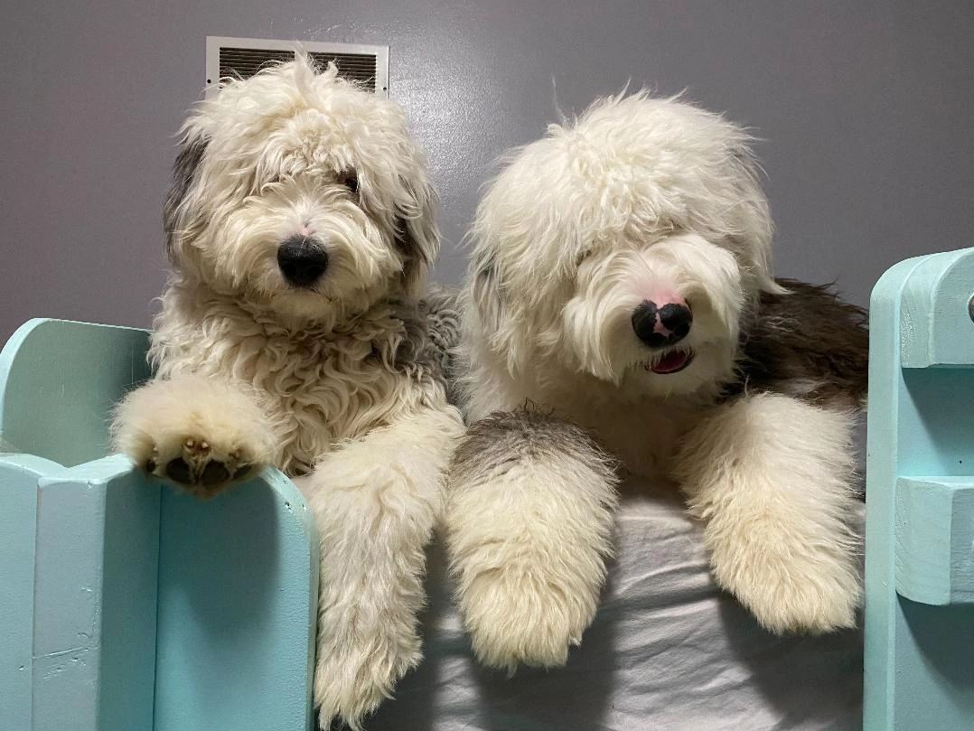 Sir Paddington and Lady Penelope at 8 months old.   Could they be any cuter?