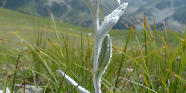 Just as the Edelweiss flower survives the harshest of winters in the Alps, my mentoring for nursing