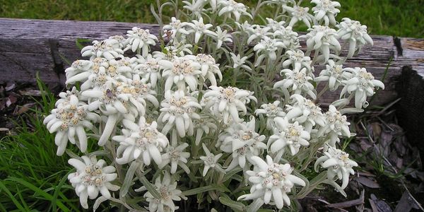 Just as the Edelweiss flower survives the harshest of winters in the Alps, my mentoring for nursing