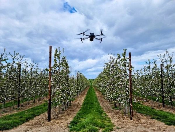A drone flying over a blossoming orchard with cloudy sky.