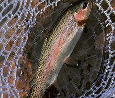 Rainbow Trout Fishing Guide Colorado Fishing Guide Fishing Guide Service Northern Colorado Fishing
