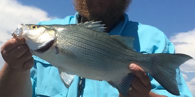 Colorado White Bass Fishing Guide Service Northern Colorado Fishing  Fort Collins  Loveland Guide