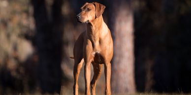 North Texas Rhodesian Ridgebacks Breeders, Rhodesian Ridgeback breeder texas