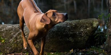 Dallas Texas Rhodesian ridgeback Breeder, Rhodesian Ridgeback Puppies, Rhodesian Ridgeback breeder