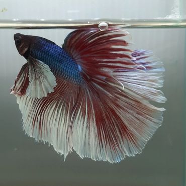 BETTA KOI FISH