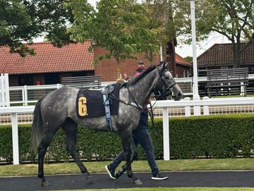 A gray racehorse with number 6 being led by a handler in a paddock area.