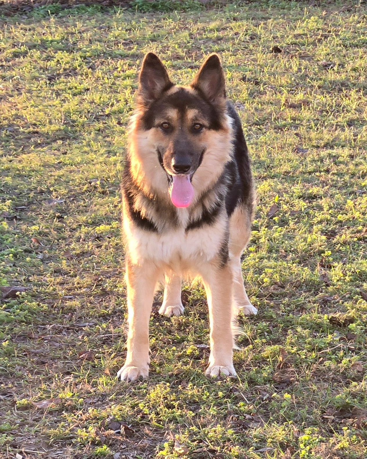 German Shepherd dog standing on grass with tongue out.