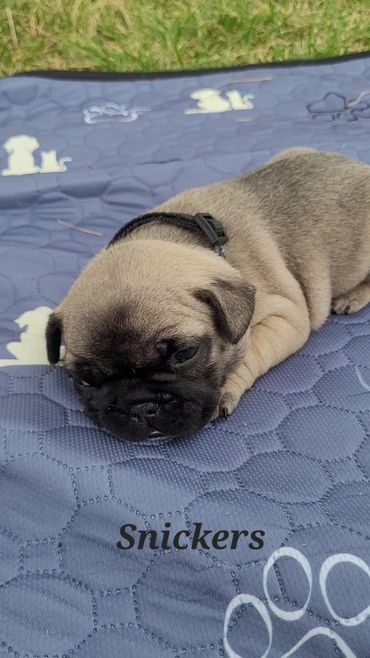 A sleepy pug puppy named Snickers lying on a blue mat outdoors.