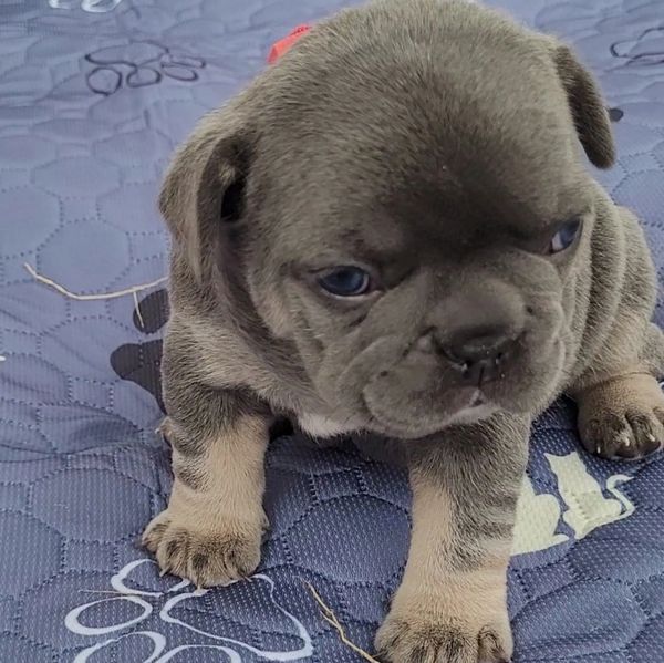 Cute blue-grey puppy sitting on a patterned blue mat outdoors.