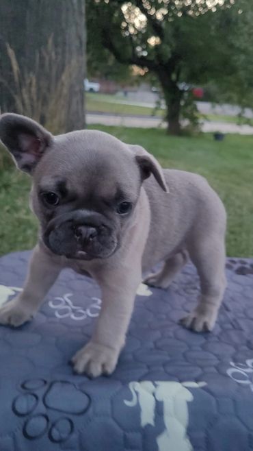 Adorable small French Bulldog puppy standing on a blue patterned blanket outside.