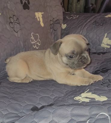 A small pug puppy resting on a paw-print patterned blanket.
