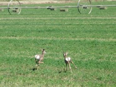 antelope babies playing in an alfalfa hay field.