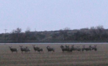 Resident deer herd that lives in this area.