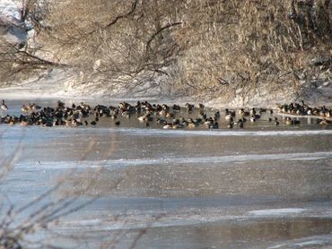 Ducks on the Snake River.