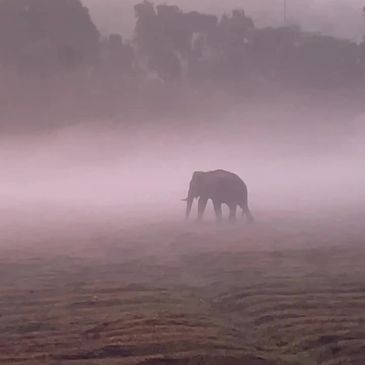Misty morning with elephant in background