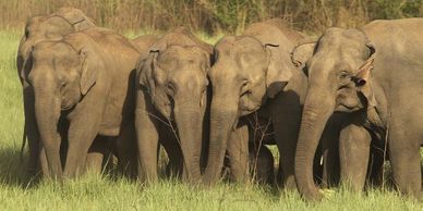 Elephants roaming in Mudumalai