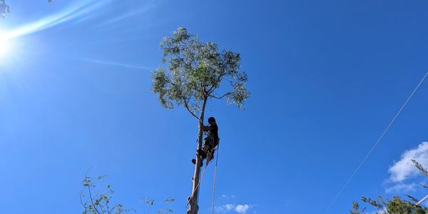 A person climbing a tall tree under a clear blue sky.