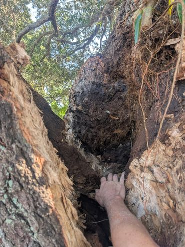 A hand reaches into the hollow of a large tree trunk under sunlight.