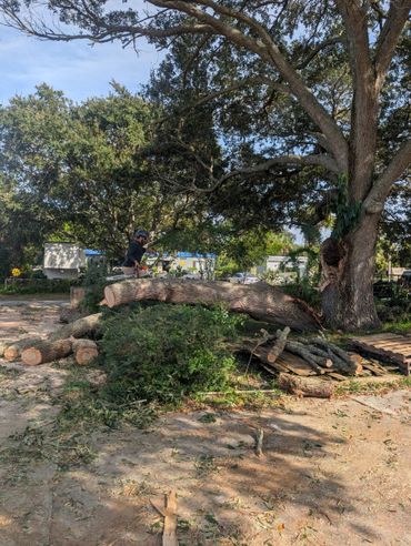 Man cutting a large fallen tree trunk with a chainsaw.