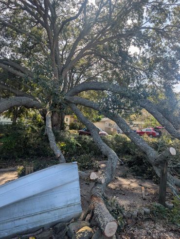 A large tree with multiple branches cut and lying on the ground near a damaged fence.