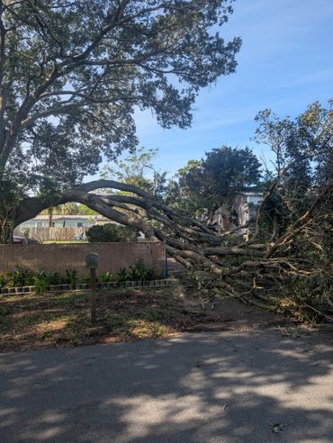 A large tree has fallen across a driveway in a residential area.