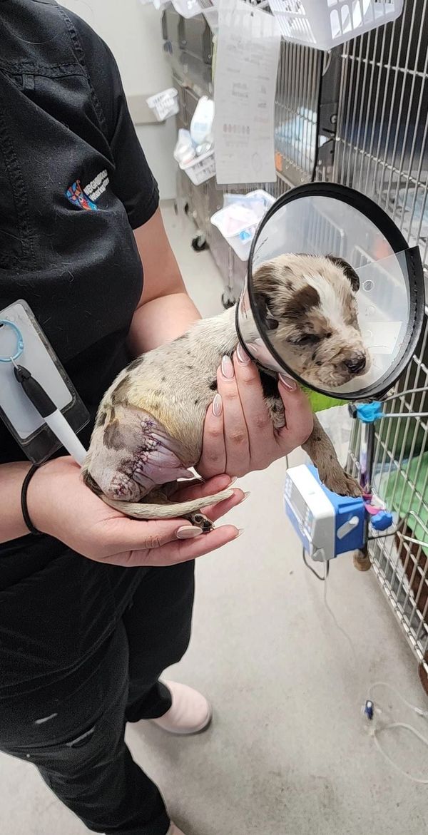 Rescue puppy needed amputation