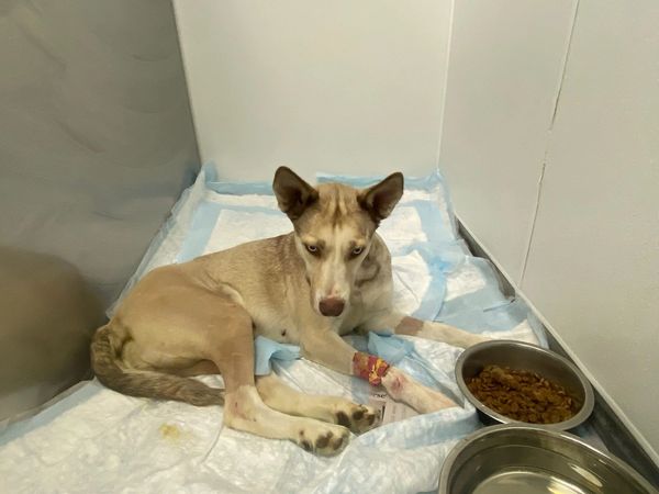 Husqvarna had her surgeries!