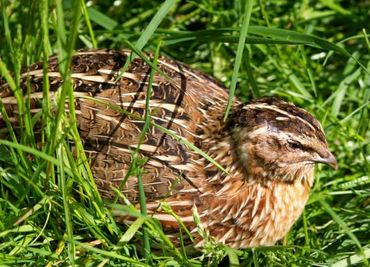 The domestic Coturnix quail are developed from the wild Japanese quail (Coturnix japonica).