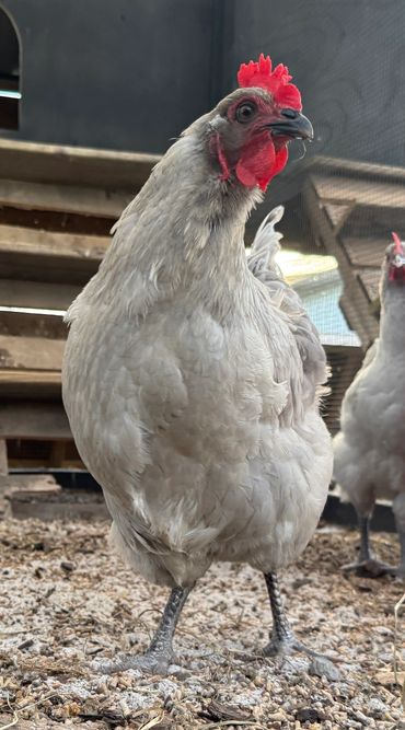 The Lavender Orpington is a stunning and friendly chicken breed known for it's soft, silvery-lavende