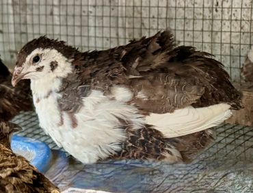 Tuxedo Quail (Japanese)