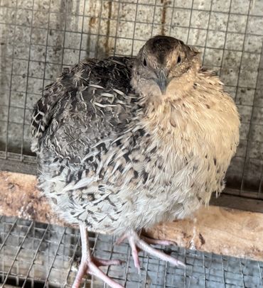 Silver Quail (Japanese)