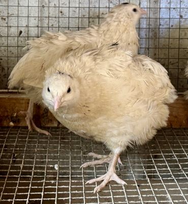 Texas A&M quail developed at Texas A&M University to make a premium meat quail.