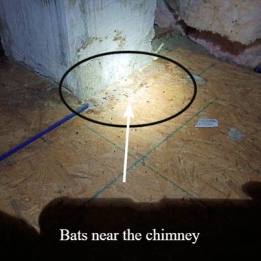 Bat dropping in an attic near a chimney in Derry NH