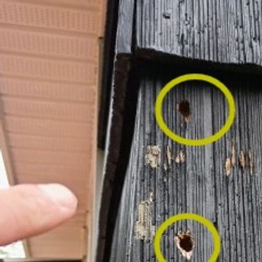 Signs of pest activity. Holes in Sinding. York Maine.
