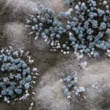 Mold inspection and evaluation of a mold spore.