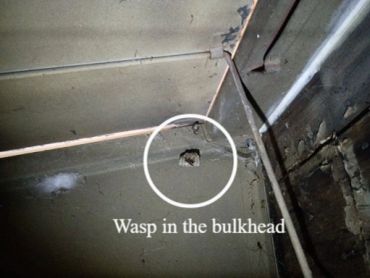 Wasps in a basement bulkhead. Lee New Hampshire