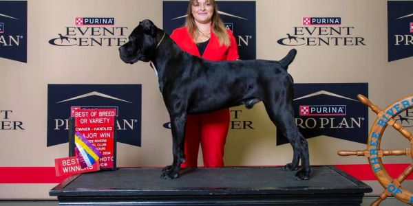 A black dog stands on a platform with its handler in a red suit at a dog show.