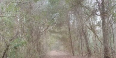 Wooded trail at the Gum Branch Nature Preserve and Trail