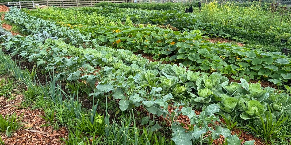 A lush vegetable garden with various green plants growing in neat rows.