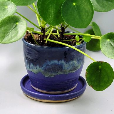Green leafy plant in a blue ceramic pot with matching saucer.