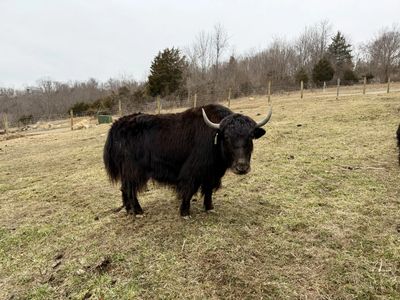 yak looking at camera