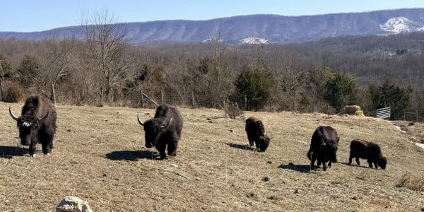 yaks grazing in winterscape with mountains in the background.