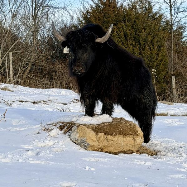 Yak standing on rock in the snow.