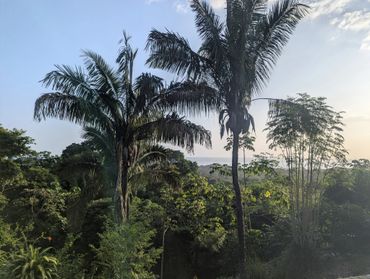 Two tall palm trees surrounded by dense green foliage under a clear blue sky.