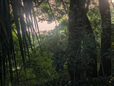 Dense forest with sunlight filtering through trees and a glimpse of the sea.