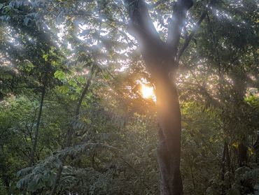 Sunlight filtering through dense forest trees during golden hour.
