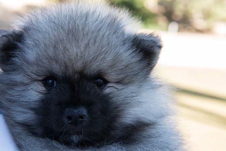 Keeshond puppies are fun and active . Their main job is to be a loving and loyal family member.