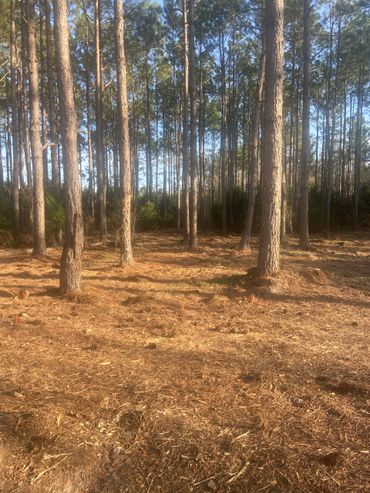 This is what under brush management looks like