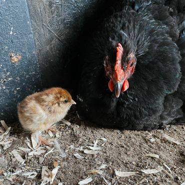 A small brown chick stands beside a resting black hen inside a coop.